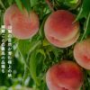 モモザンマイ｜フルーツパーク斎庵｜桃狩り｜山梨県笛吹市｜日本
